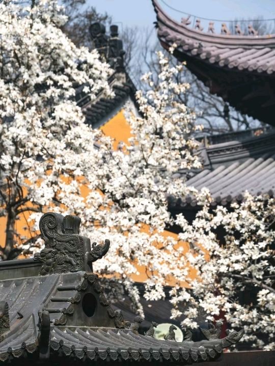 Beautiful Cherry Blossoms in Nanjing ♥️🇨🇳