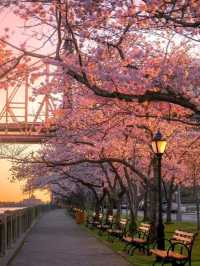 Central Park Cherry Blossoms are Blooming ❤️