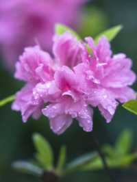 Indus Rain Azalea Valley