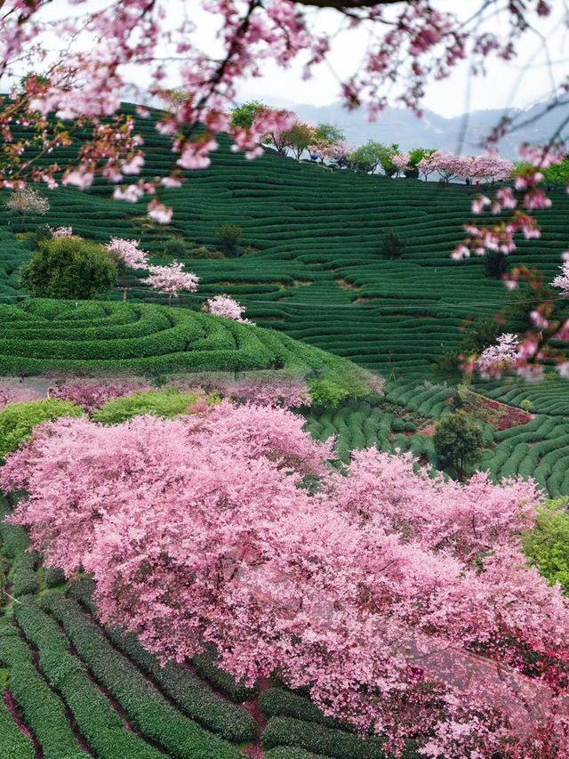 <《國家地理》沒騙我，春和景明超浪漫