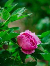 Expo Garden | Peonies in full bloom, no less splendid than those in Luoyang.