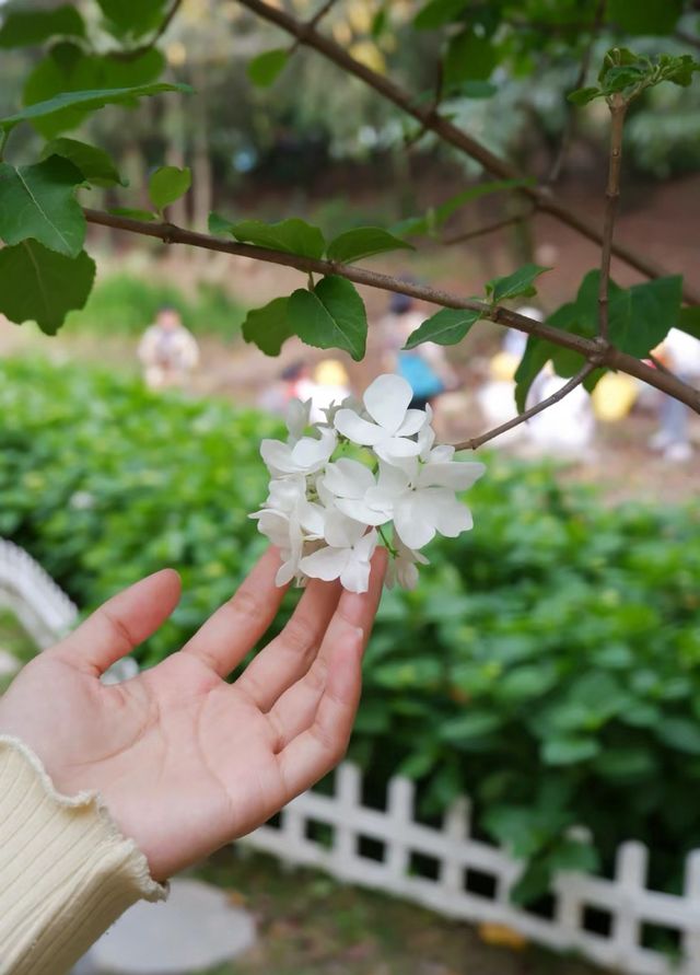 成都植物園|城市裡的原始森林