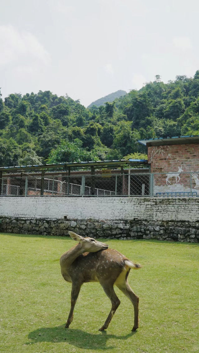 打卡鹿寨香橋岩溶地質公園