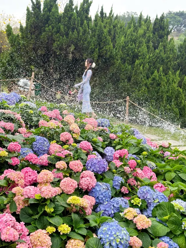 I accidentally entered the Monet Garden in Guangzhou, it's so dreamy and beautiful