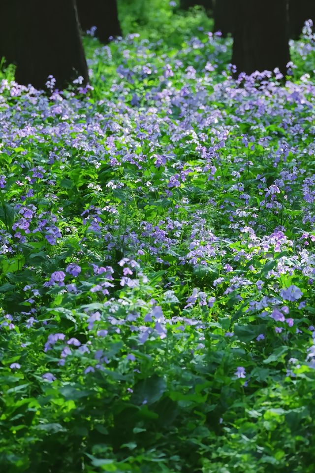 江心洲紫色森林秘境｜二月蘭盛開的花海