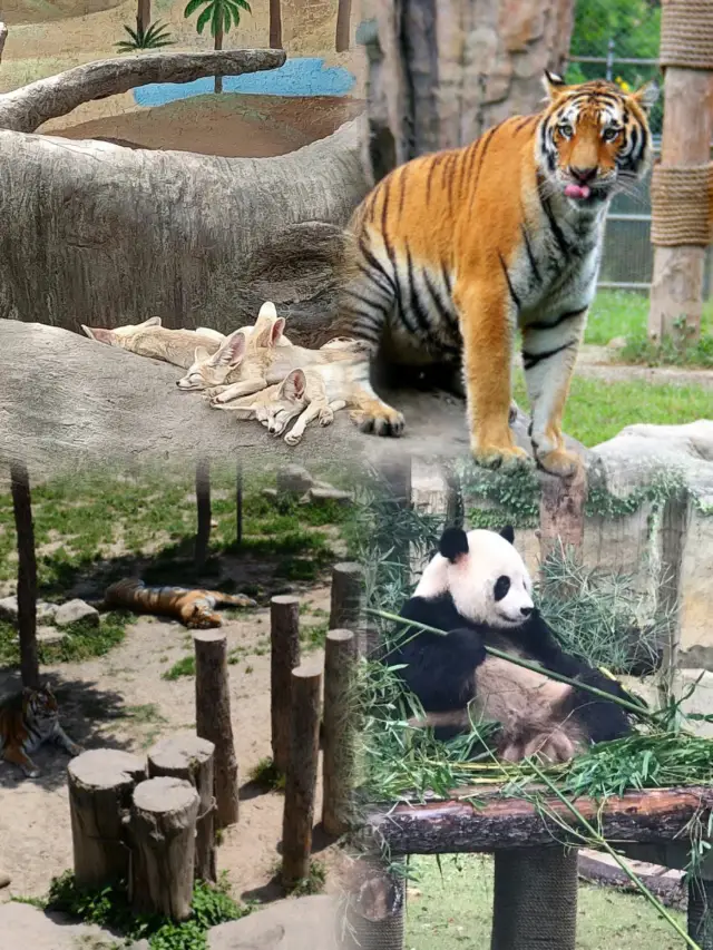สวนสัตว์ป่าเซี่ยงไฮ้มีประโยชน์มาก