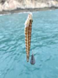 海釣樂趣與自然風情的美妙碰撞