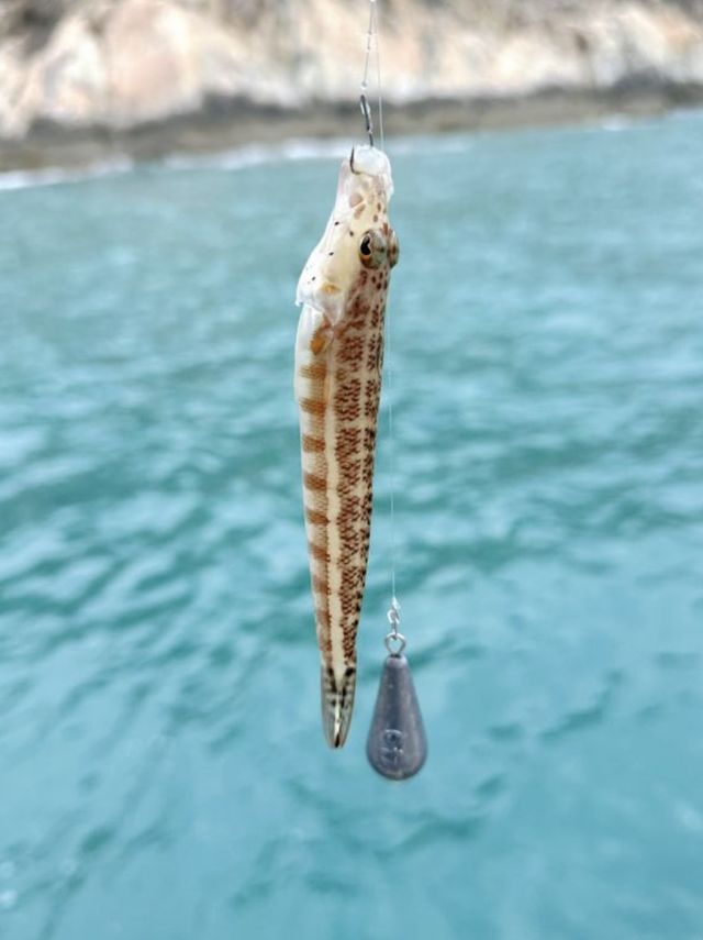 海釣樂趣與自然風情的美妙碰撞