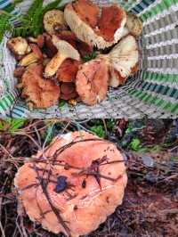 昆明周邊個本地人才知道的撿菌寶藏地