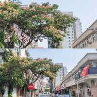 福建會館北門外看合歡，門內看睡蓮