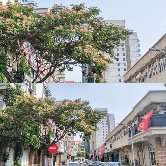 福建會館北門外看合歡，門內看睡蓮