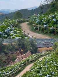 筱村公社繡球花 | 現實版愛麗絲夢幻花園