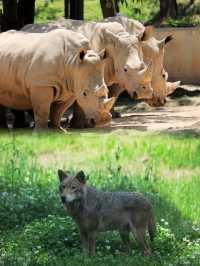 去秦嶺野生動物園這一篇就夠了全攻略
