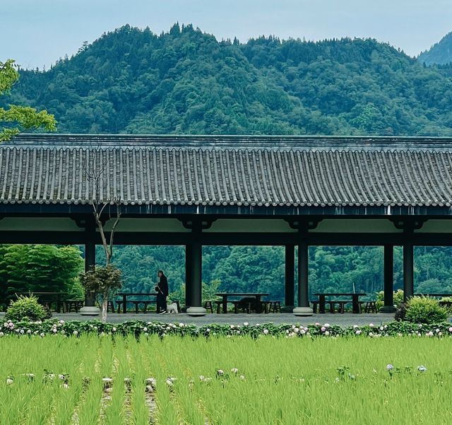 禪意，茶藝，田園生活