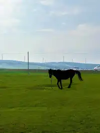 烏蘭布統黃花溝,錯過這片綠意你會哭。
