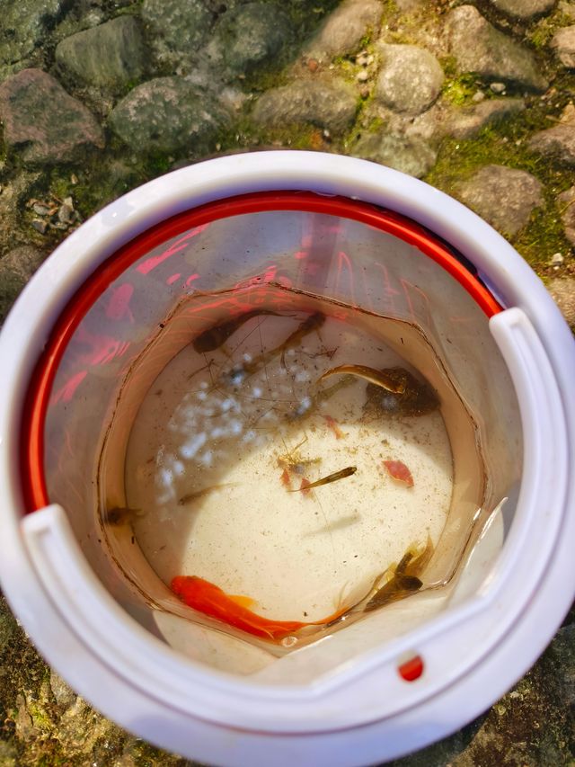 金秋短暫，一起盡情遊山玩水和捕魚捉蝦吧!