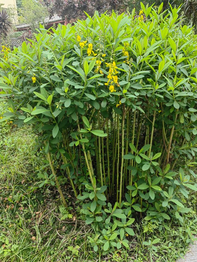 AAAA景區公園中醫藥博物館大花園。