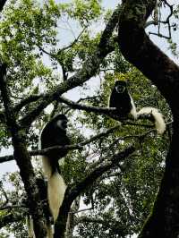 阿魯沙國家公園打卡坦桑尼亞動物世界。