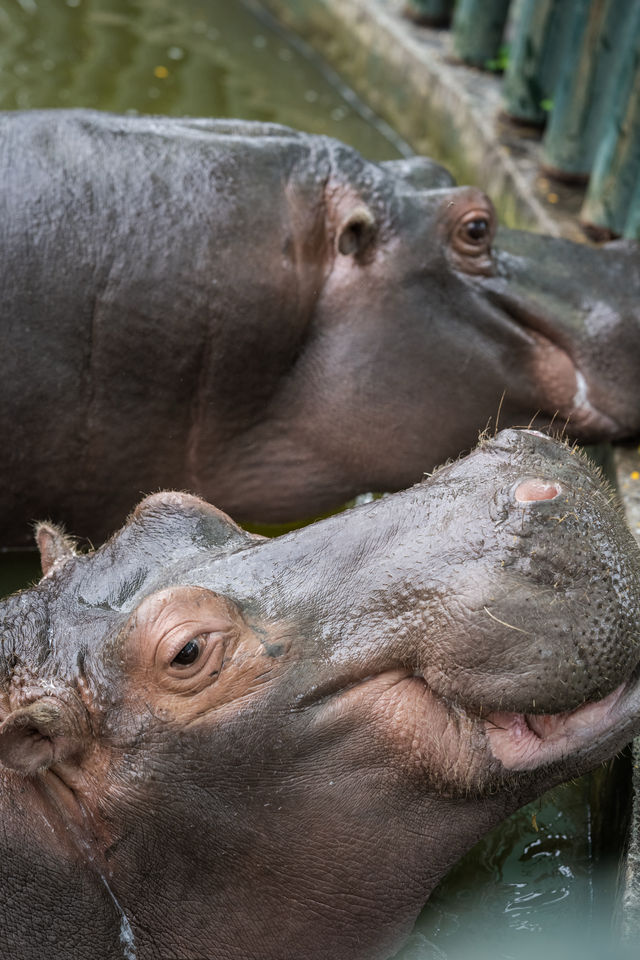 不知道哪裡遛娃？南通森林野生動物園餵水豚！