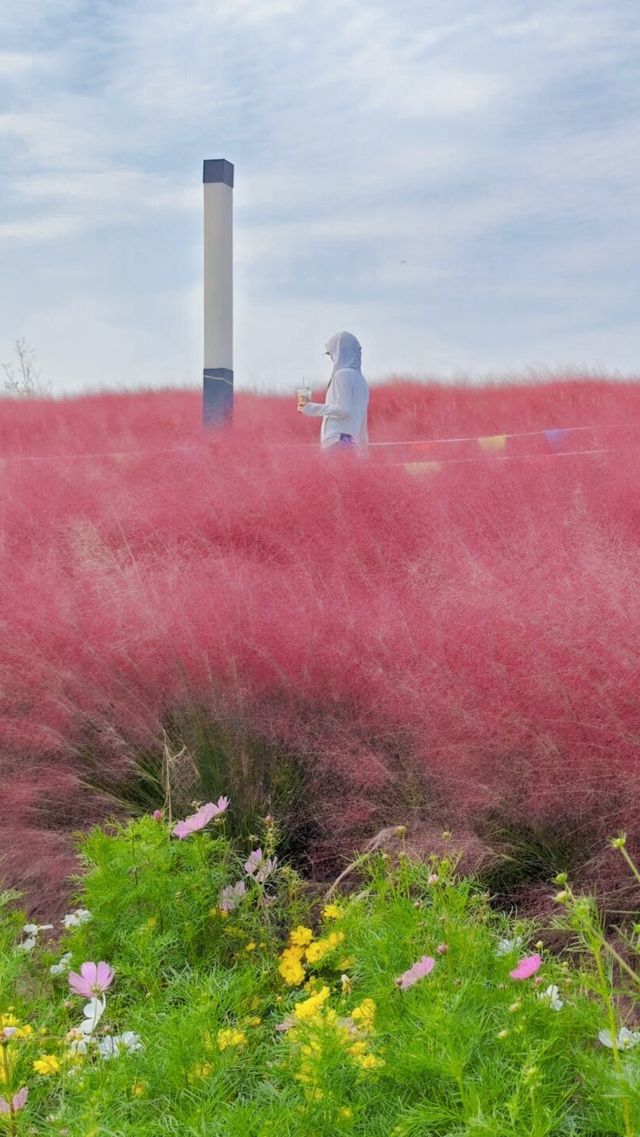 粉黛亂子草海賞花一日遊。 粉黛亂子草海賞花一日遊。