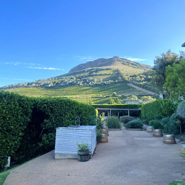 Cape Wine Estate 🍷🌿