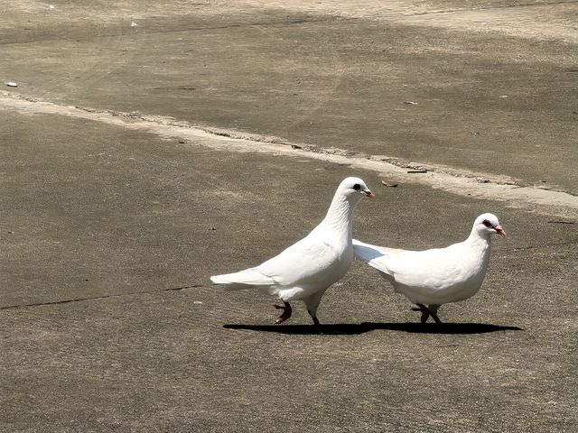 豐順公園風景區。