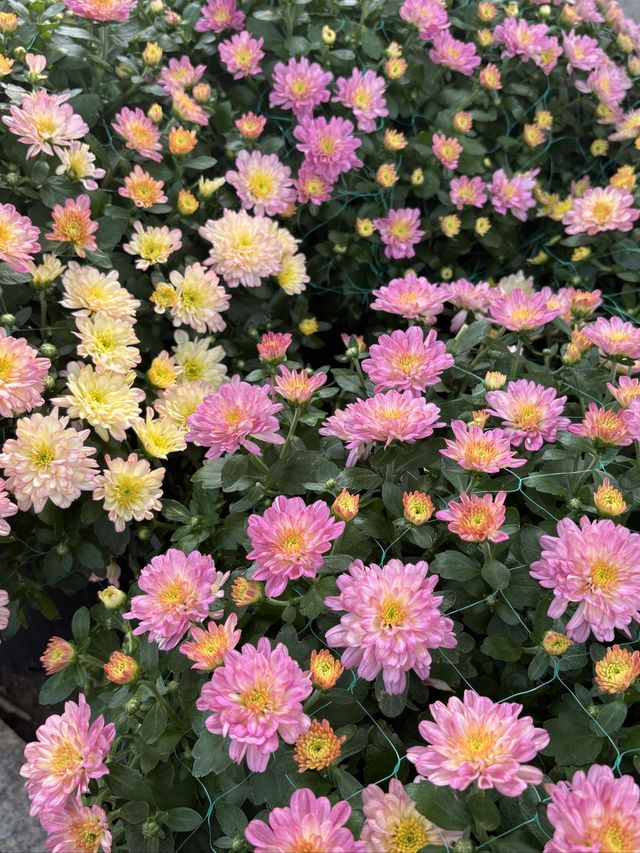 秋天和菊花很配哦。