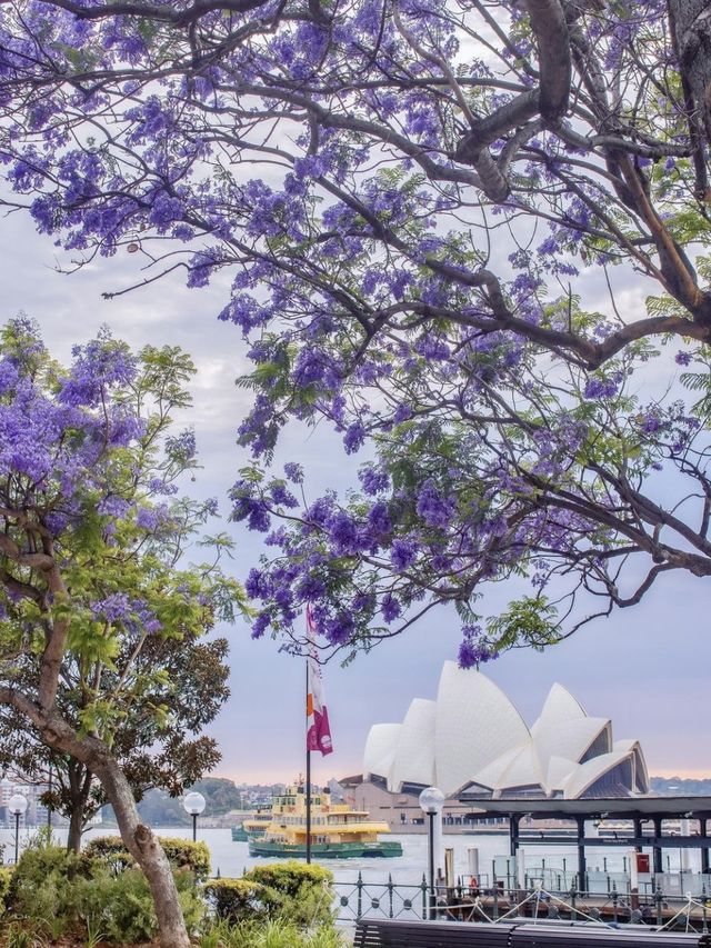 Sydney's Jacaranda Season: Perfect Photo Spots