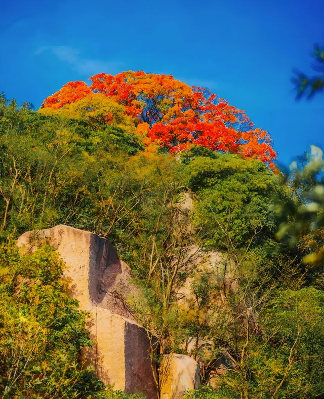 不知天上「神樹」，今夕是何年？五角楓紅葉，不愧是你！。