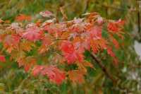 11月20日實拍上海這裡的楓葉已經紅啦。