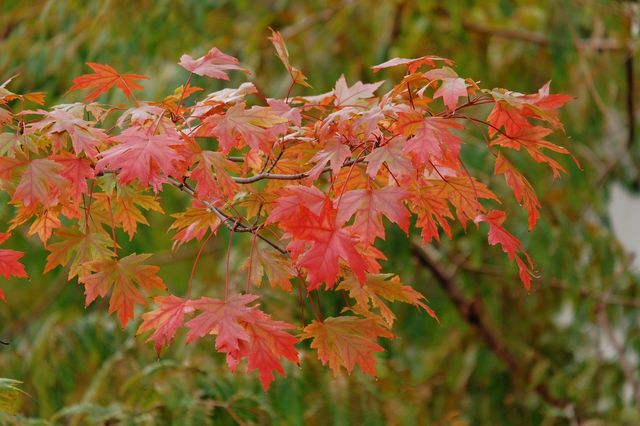 11月20日實拍上海這裡的楓葉已經紅啦。