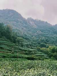 倒數的安山古道仙境再不去要消失啦。