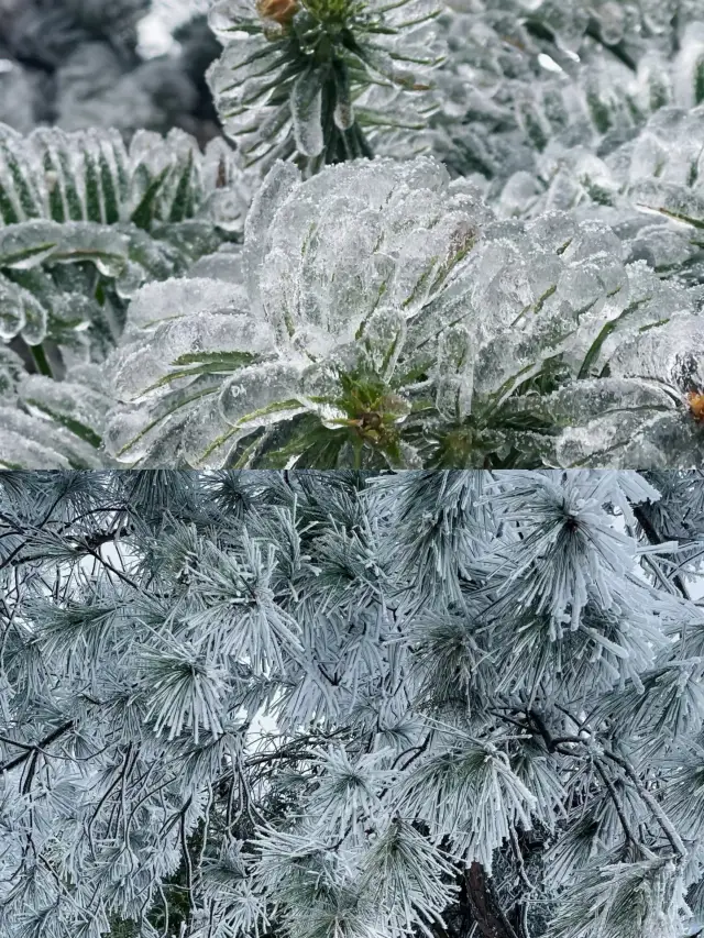 廣東出發坐高鐵，2小時就能看到雪。