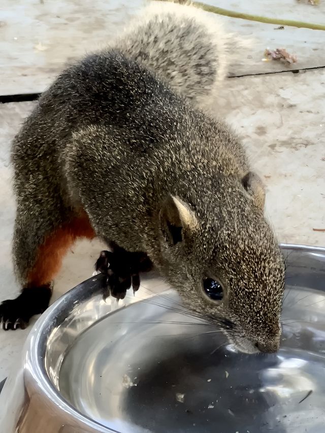 蕪湖小瑞士！！（神山公園版）。