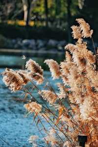 在鄭州植物園發現了浪漫的紅杉樹
