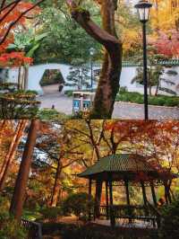 上海市區這個秋日公園，即將美到封神！！