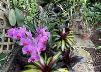 芝加哥林肯公園溫室植物園：自然的魅力之旅