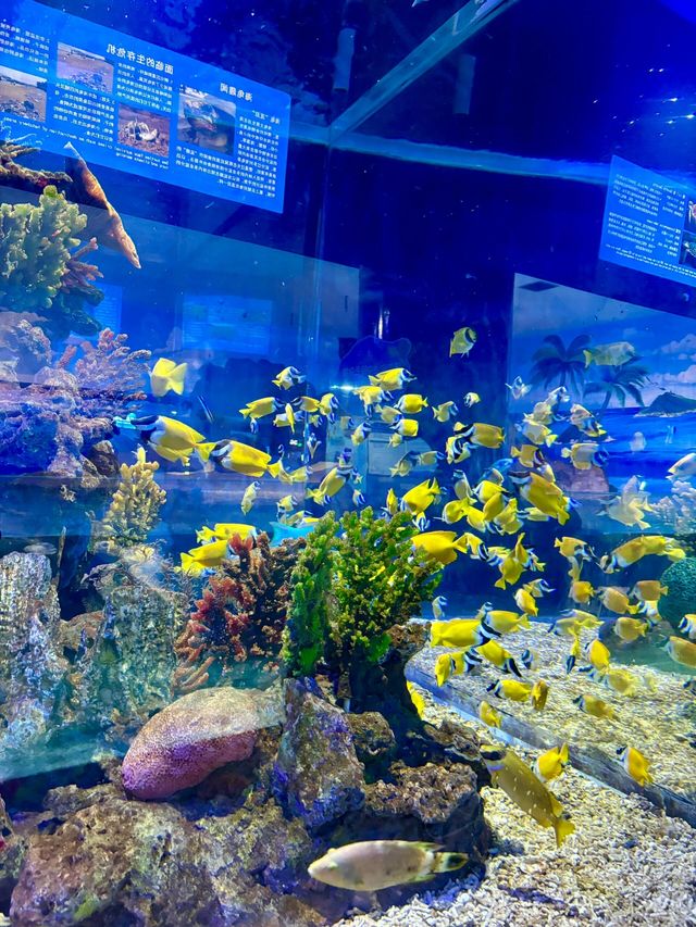 湖南長沙海底世界‖海洋的景觀