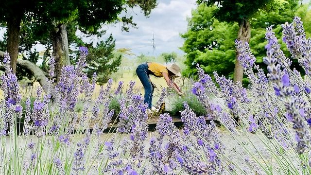 奧克蘭薰衣草農場之旅,夢幻打卡地! 奧克蘭薰衣草農場之旅,夢幻打卡地!
