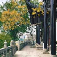 ✨石鼓書院探秘：穿越千年的文化之旅📚🌳