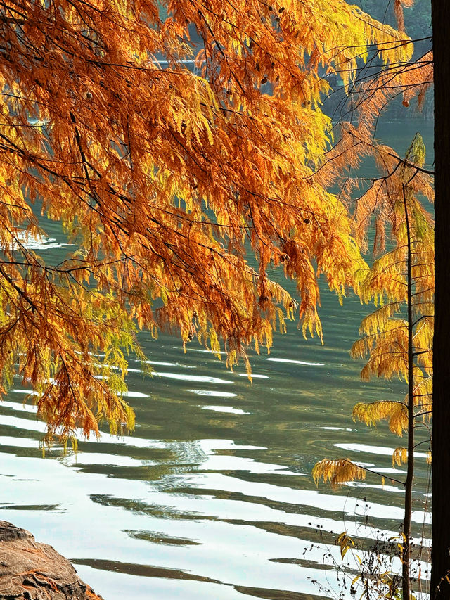 重慶這個大型濕地公園，水杉斑斕美如油畫！