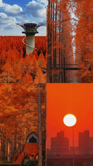 遇見冬日森影，鏡頭下的水杉紅了