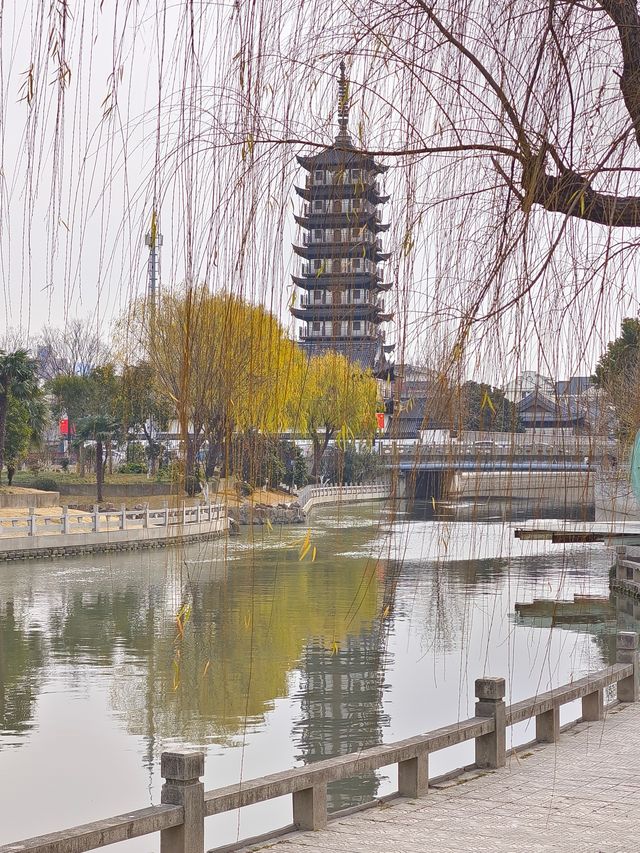 小眾公園有臘梅展