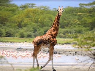 Lake Elmenteita Serena Camp