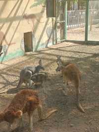 安徽大青山野生動物園 | 開啟超治癒的動物奇遇記