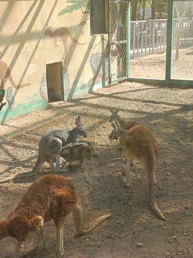 安徽大青山野生動物園 | 開啟超治癒的動物奇遇記