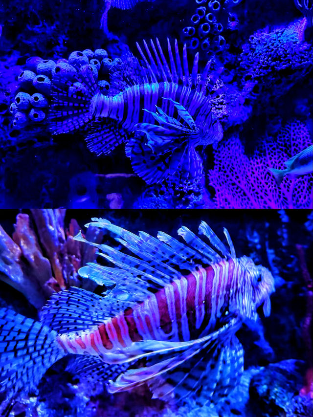 沉浸式體驗休斯頓DOWNTOWN水族館