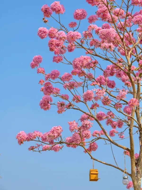 探索廣東最美的粉色花海🌸綠美生態園