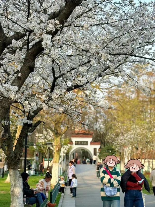 廣州到武漢大學看櫻花的完美行程