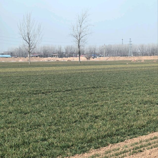 我的老家，春天里的麦田